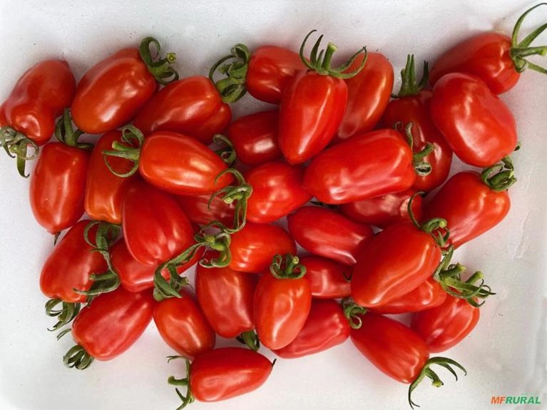 Mini tomates delicatéssen tipos grape e cereja para venda Imagem Mini tomates delicatéssen tipos grape e cereja para venda