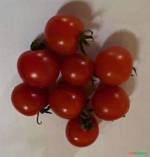 Imagem Mini tomates delicatéssen tipos grape e cereja para venda Imagem Mini tomates delicatéssen tipos grape e cereja para venda