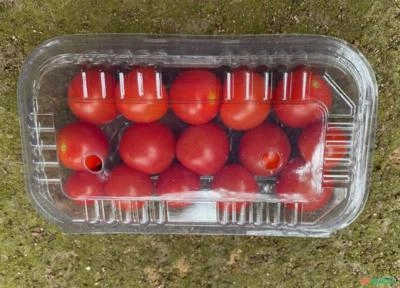 Imagem Mini tomates delicatéssen tipos grape e cereja para venda Imagem Mini tomates delicatéssen tipos grape e cereja para venda