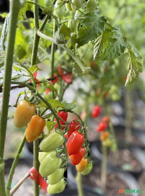 Imagem Mini tomates delicatéssen tipos grape e cereja para venda Imagem Mini tomates delicatéssen tipos grape e cereja para venda