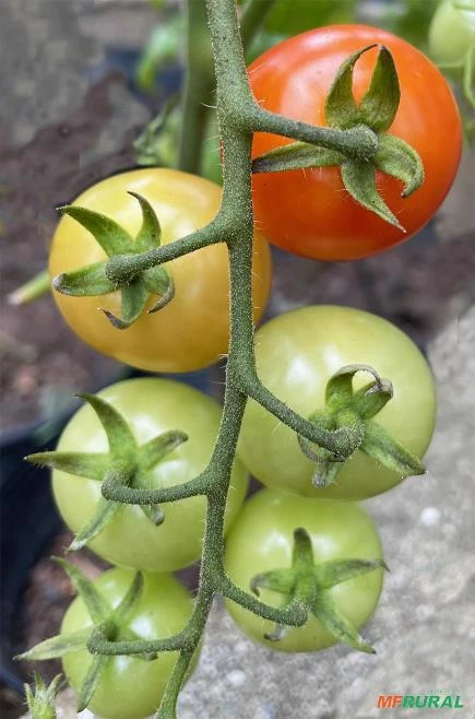 Mini tomates delicatéssen tipos grape e cereja para venda