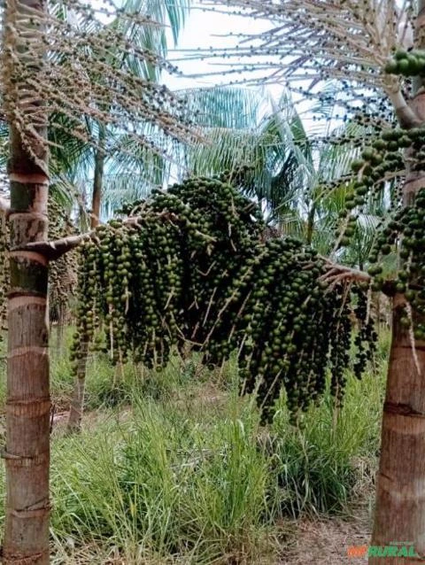 FAZENDA DE AÇAÍ