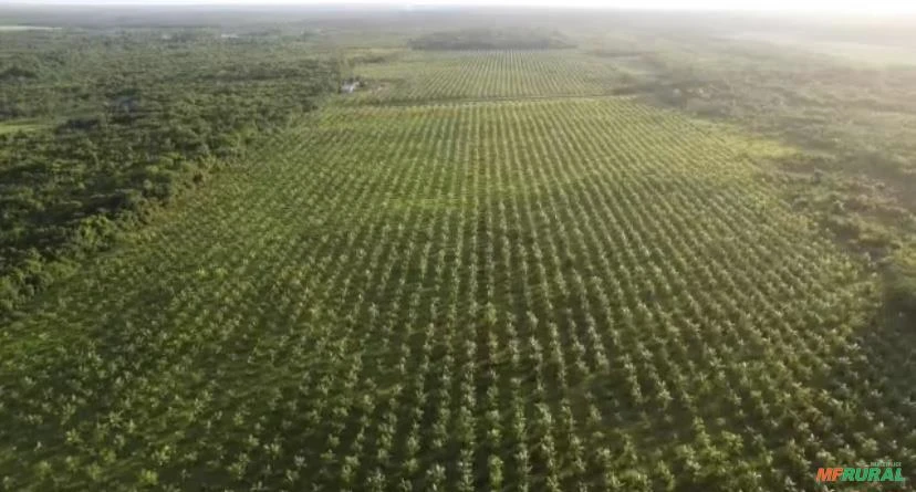 FAZENDA DE AÇAÍ