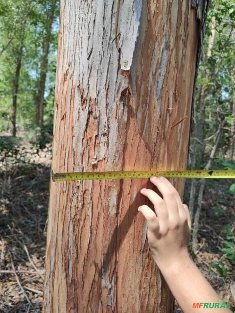 Floresta de Eucalipto Imagem Floresta de Eucalipto