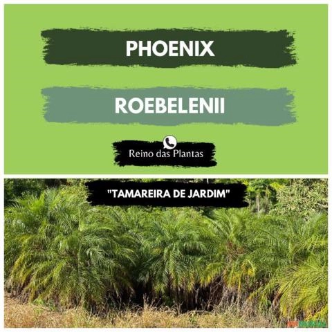Tamareira de Jardim (Phoenix roebelenii) Imagem Tamareira de Jardim (Phoenix roebelenii)
