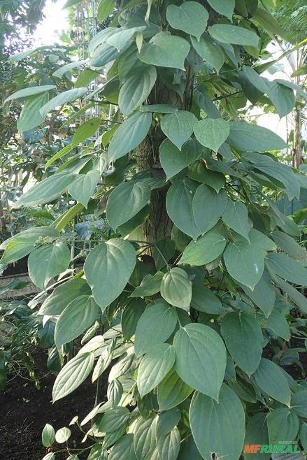 Pimienta do reino Imagem Pimienta do reino