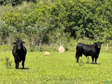 Touro da raça Brangus