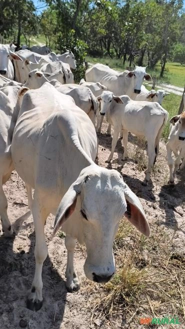 Vacas Nelores no norte do Piauí Imagem Vacas Nelores no norte do Piauí