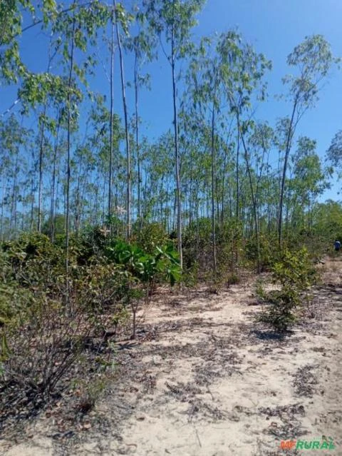 Fazenda para soja e pivô central em TO