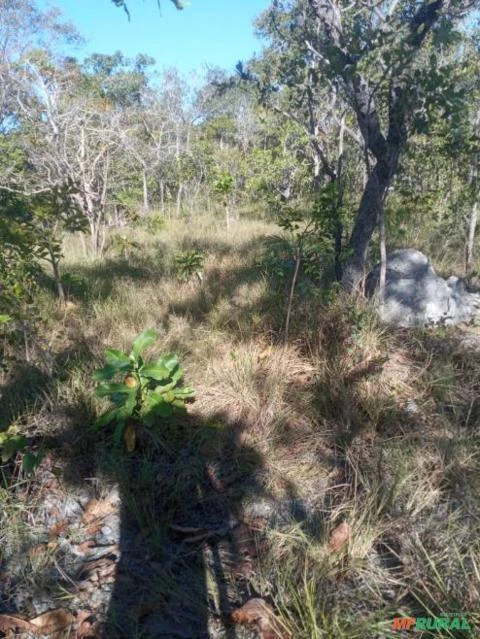 Fazenda para soja e pivô central em TO