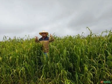 Fazenda Safira - Andrelândia MG