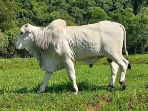 TOURINHO NELORE PO