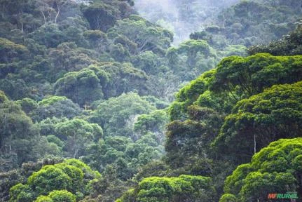 Área para COMPENSAÇÃO AMBIENTAL - MATA ATLÂNTICA