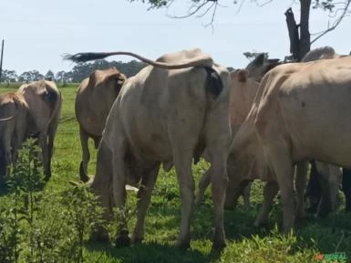 Vendo propriedade rural (para agricultura ou agroindústria)! Excelente oportunidade!