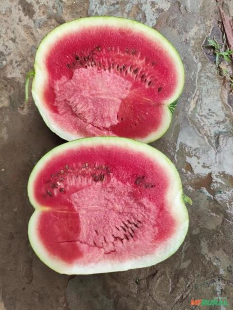Melancia Imagem Melancia