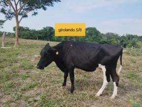 Vaca de leite Girolando