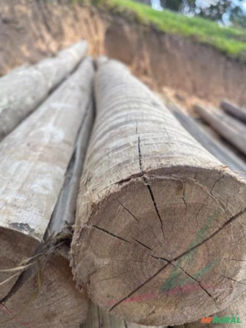 MADEIRA TRATADA DO EUCALIPTO Imagem MADEIRA TRATADA DO EUCALIPTO