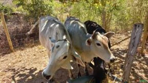 Lote de 15 cabeças de gado