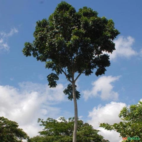 Vende se mognos em pé Imagem Vende se mognos em pé