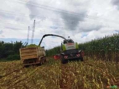 Prestamos serviço de corte de silagem de milho , sorgo, cana e diversos