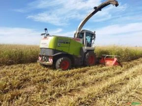 Prestamos serviço de corte de silagem de milho , sorgo, cana e diversos