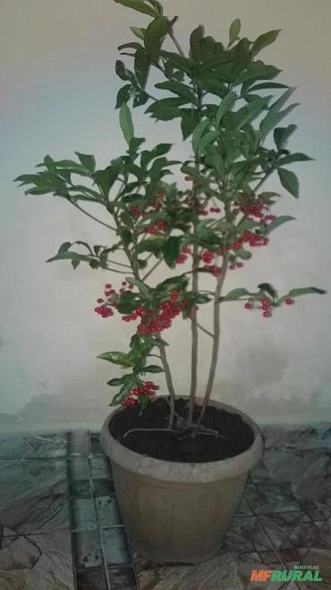 Plantas ornamentais Imagem Plantas ornamentais