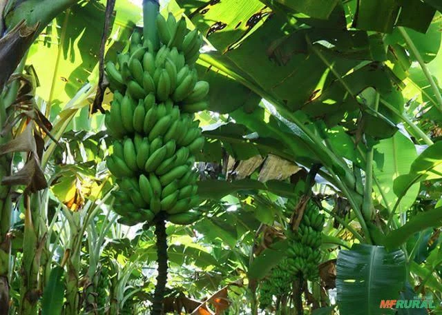 Bananas  VENDA E COMPRA