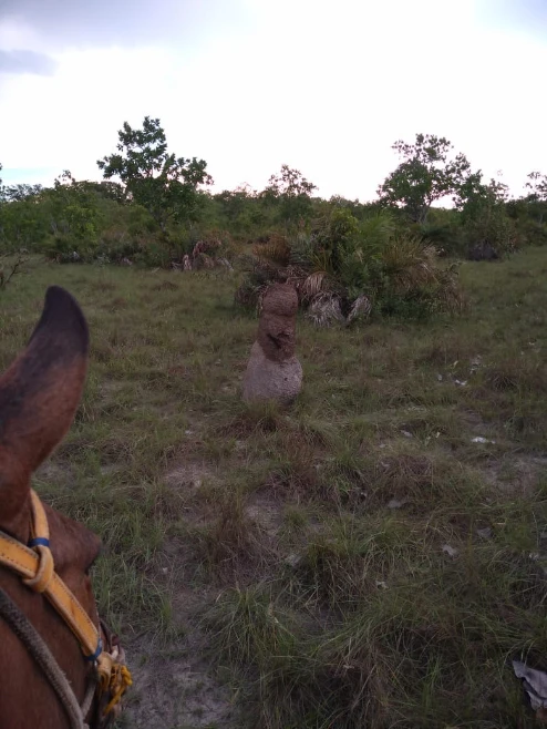 Fazenda em Tocantins 513 Hectare