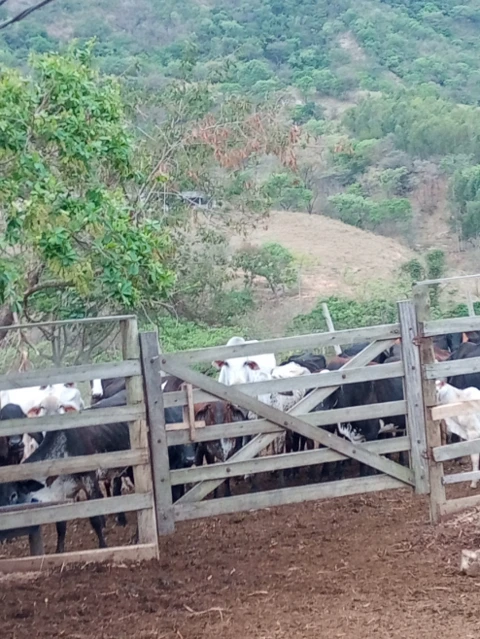 Pequena Fazenda toda formada e produtiva em Pará de Minas