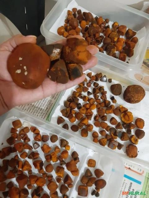 Imagem Compro pedra de fel Imagem Compro pedra de fel