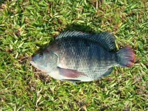 Tilapia Girft Viva