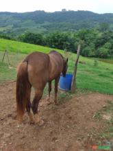 Cavalo mangalarga paulista