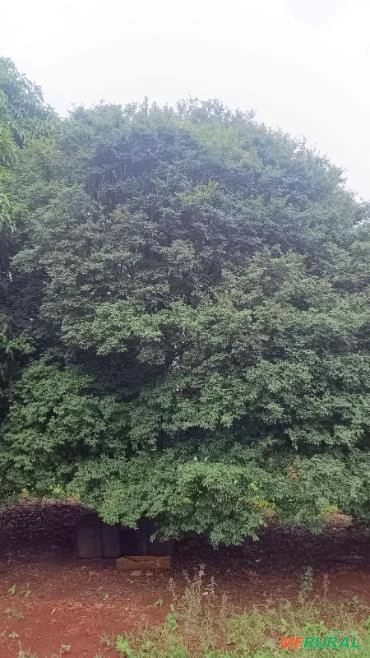 Jabuticabeira Adulta Imagem Jabuticabeira Adulta