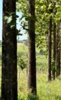 Floresta de Teca com 2,3 Hectares Imagem Floresta de Teca com 2,3 Hectares