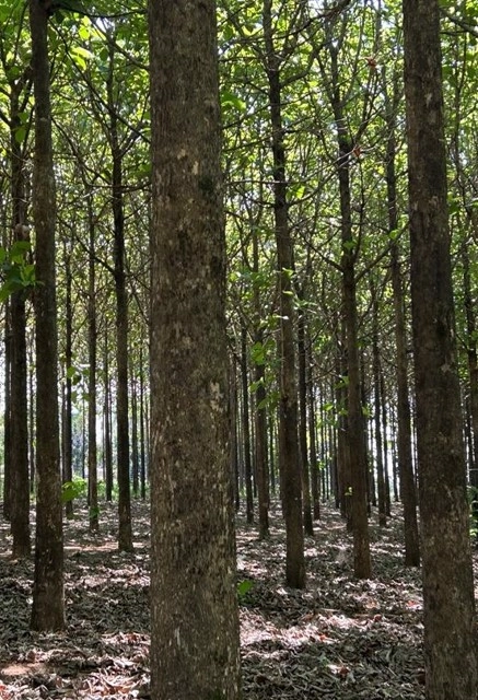 Floresta de Teca com 2,3 Hectares Imagem Floresta de Teca com 2,3 Hectares