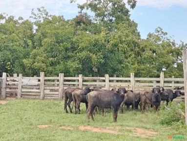 Fazenda de 370ha, Infraestrutura Completa, à Venda por R$25.500.000 em Viamão/RS