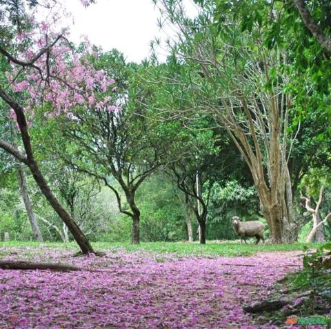 Fazenda de 370ha, Infraestrutura Completa, à Venda por R$25.500.000 em Viamão/RS