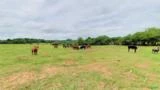 Fazenda em torno de 90ha, própria para Pecuária, à Venda por R$ 4.950.000 em Viamão/RS