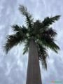 Palmeiras Imperial com 8 a 10 anos aproximadamente 28 metros Imagem Palmeiras Imperial com 8 a 10 anos aproximadamente 28 metros