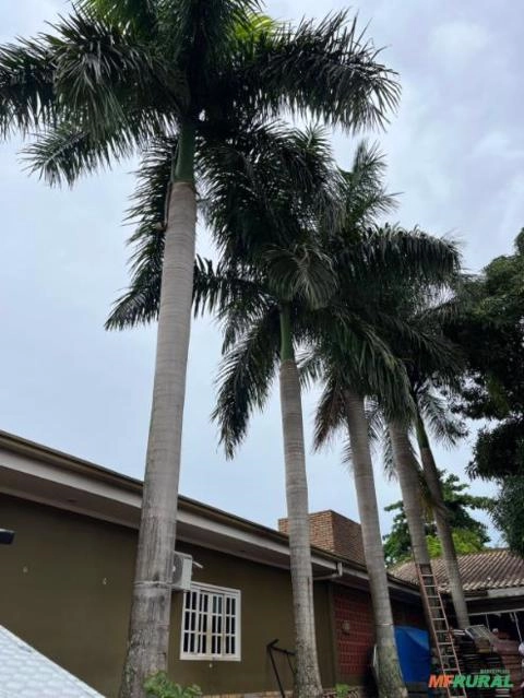 Palmeiras Imperial com 8 a 10 anos aproximadamente 28 metros Imagem Palmeiras Imperial com 8 a 10 anos aproximadamente 28 metros
