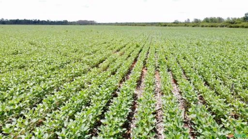 Fazenda no Mato Grosso 220 hectares