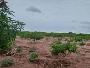 Alugo terra para usina fotovoltaica no estado do Piauí de 8 Hectares