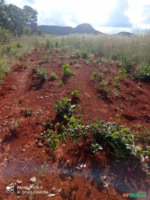 Fazenda 500 alqueires dupla aptidão - Almas TO