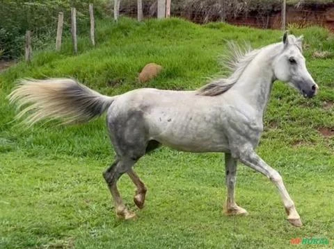 Venda Cavalo Árabe