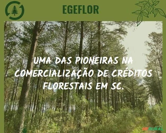 CREDITO DE REPOSIÇÃO FLORESTAL (CRF)