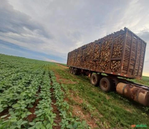 Lenha de eucalipto para silo secador de grãos