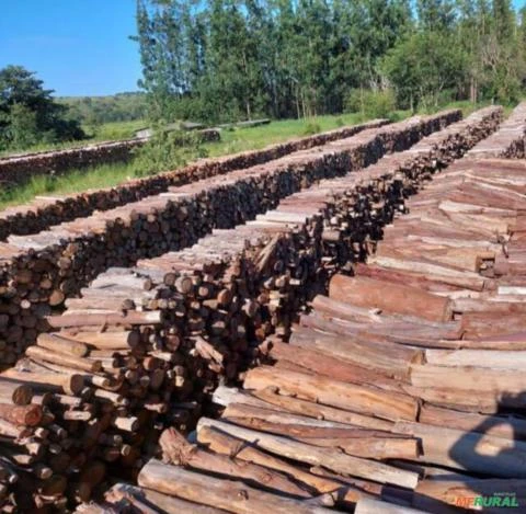 Lenha de eucalipto para silo secador de grãos