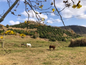 Fazenda Produtora de Leite e Lichias com 45 hectares