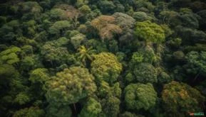 Créditos de Carbono Certificados da Floresta Amazônica do Brasil