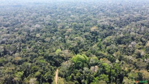 Propriedade na Floresta Amazônica: Melhor Preço